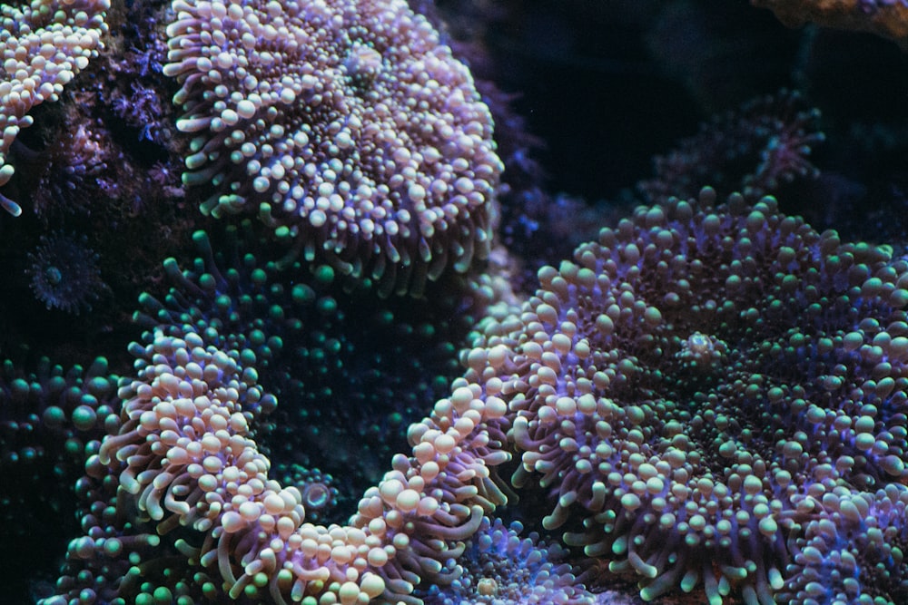 a close up of a sea anemone on a reef