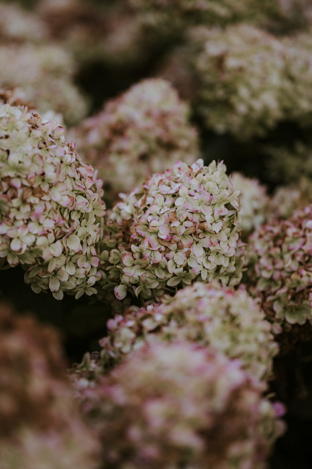 a close up of a flower