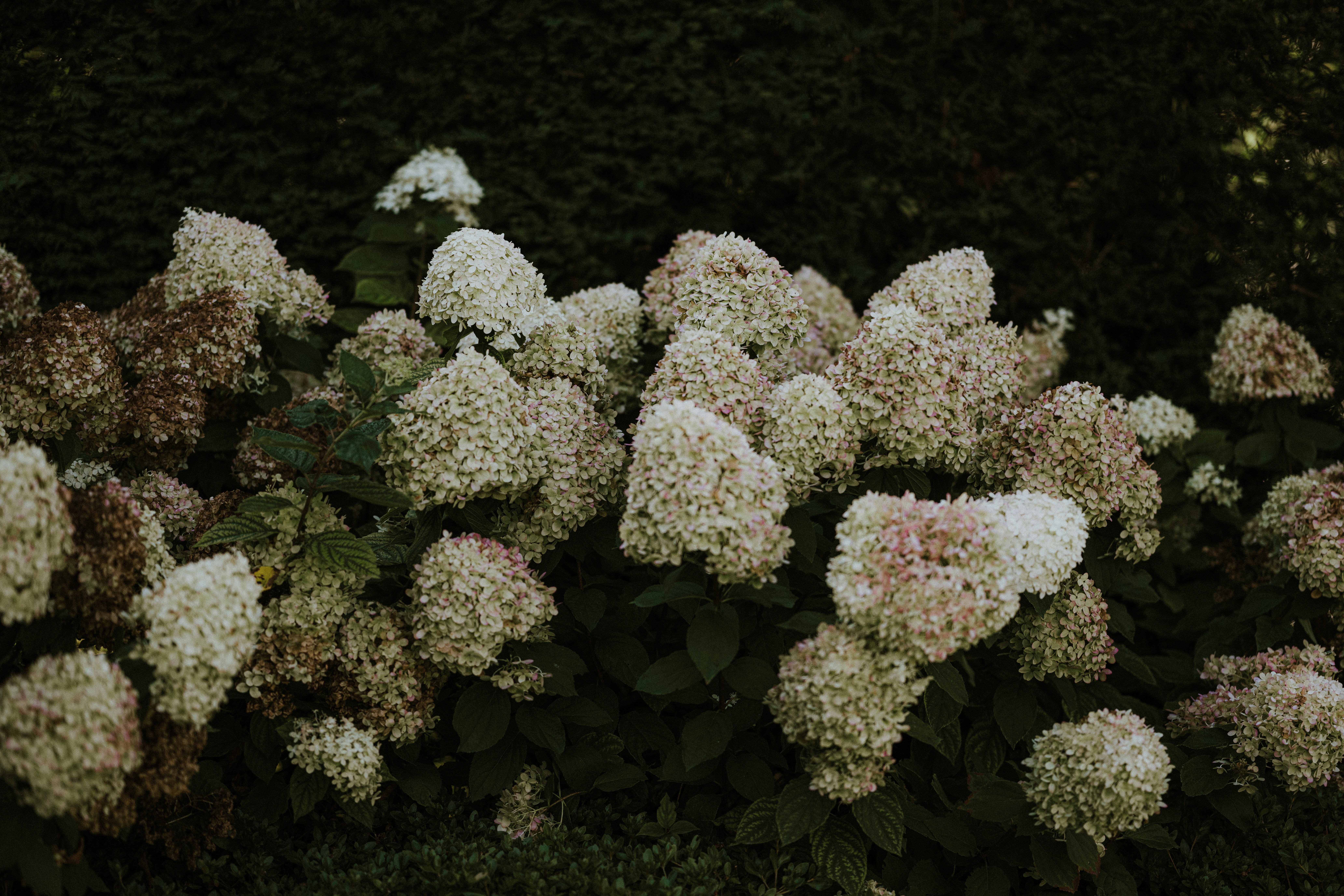 Photo by anniespratt