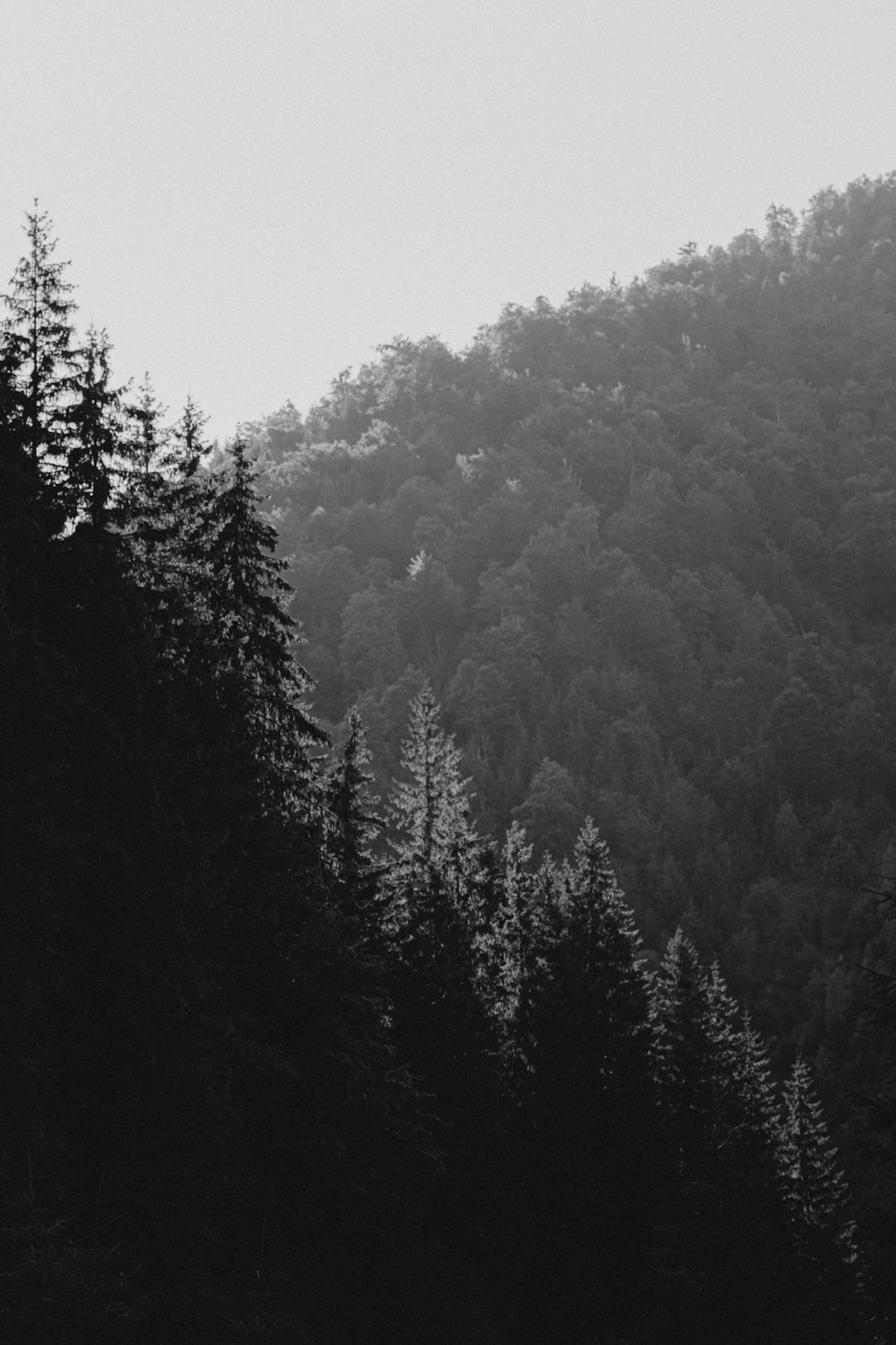 Una foto in bianco e nero di una foresta