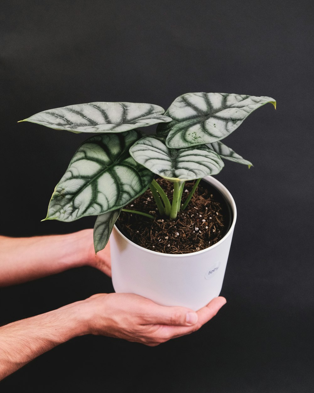 uma pessoa segurando um vaso de planta na mão