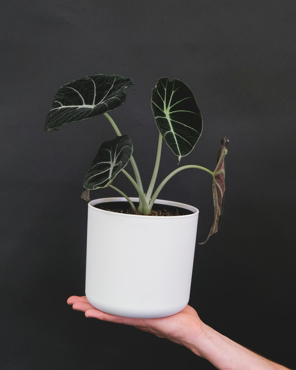 a hand holding a potted plant with green leaves