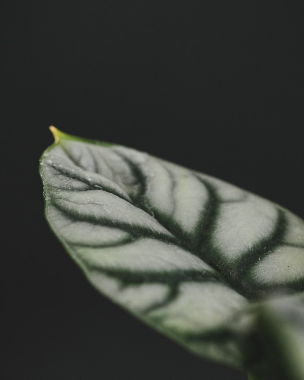 a close up of a green leaf on a black background