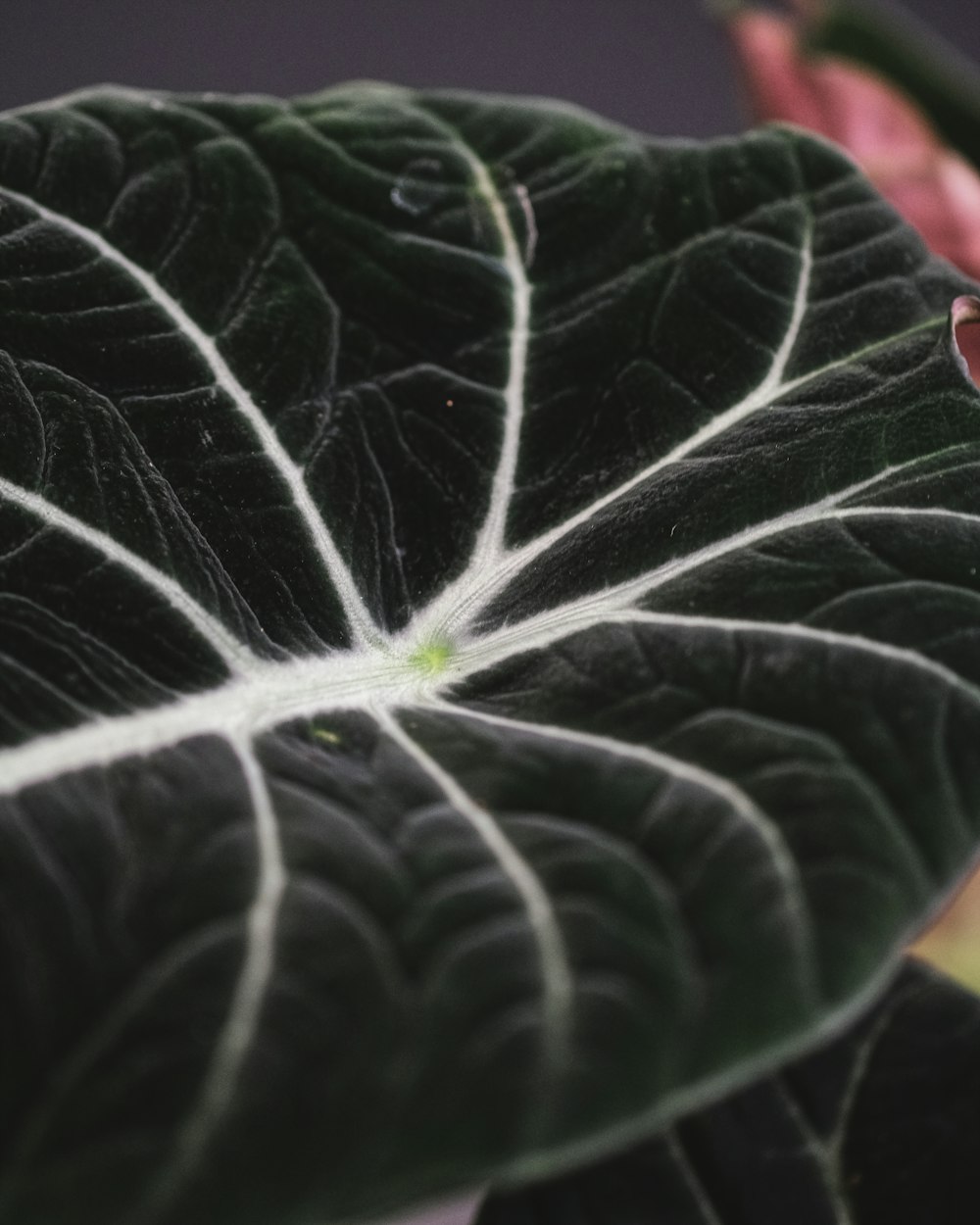 a close up of a green leaf with white stripes