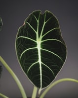 a large green leaf on top of a plant