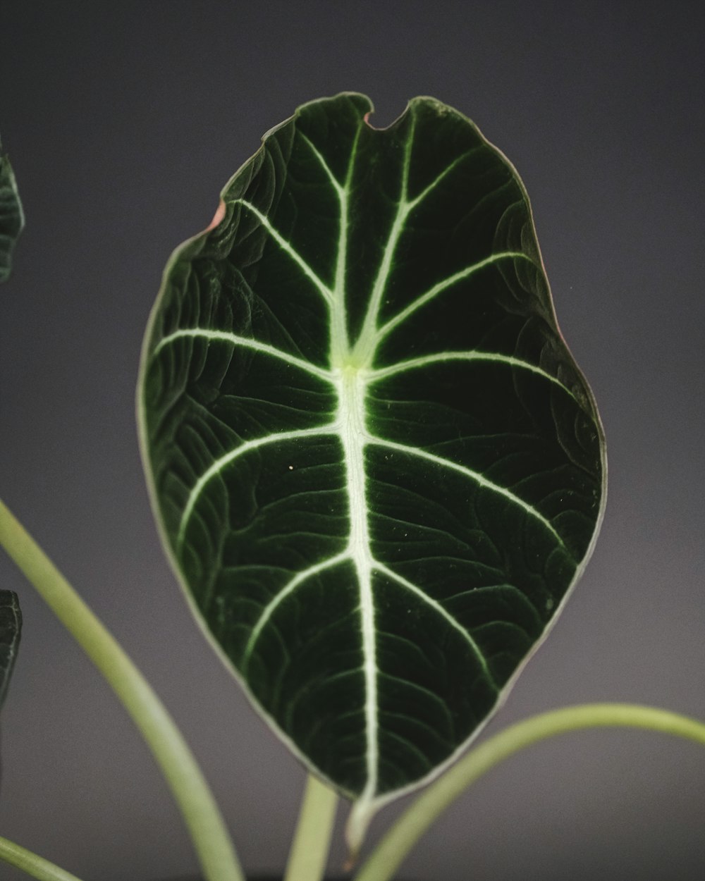 a large green leaf on top of a plant