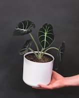 Elegant Alocasia plant with large arrow-shaped leaves against a soft green background.
