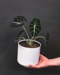 A hand is holding a potted Alocasia plant with large, dark green leaves featuring striking white veins. The pot is plain white, and the background is a neutral dark gray, creating a minimalistic and elegant look.