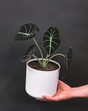 A hand is holding a potted Alocasia plant with large, dark green leaves featuring striking white veins. The pot is plain white, and the background is a neutral dark gray, creating a minimalistic and elegant look.