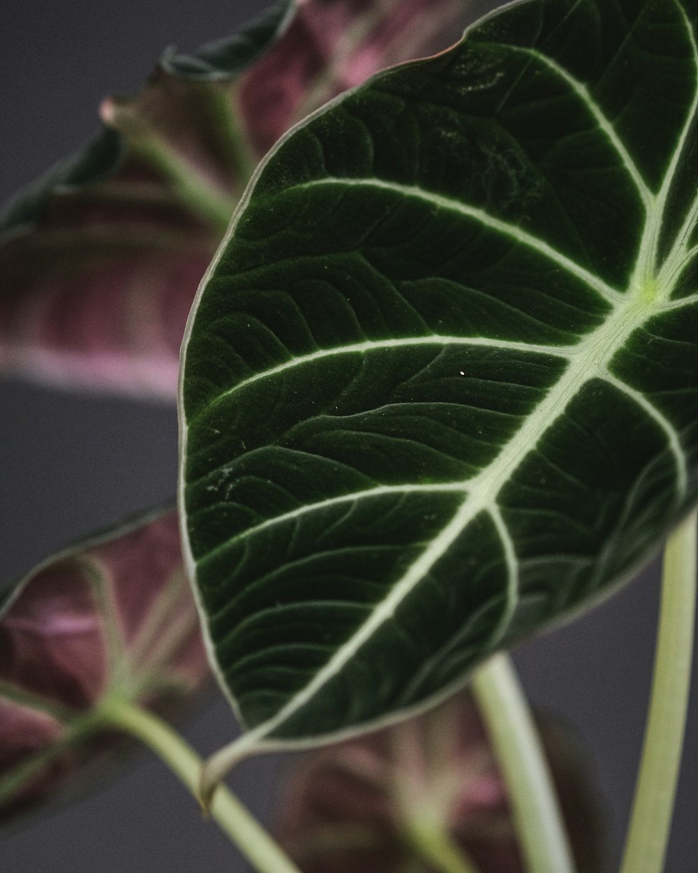 a close up of a green leaf on a plant