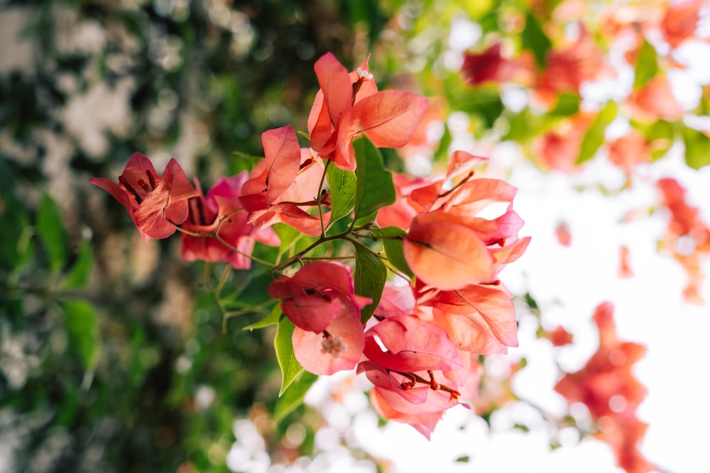 a bunch of red flowers hanging from a tree