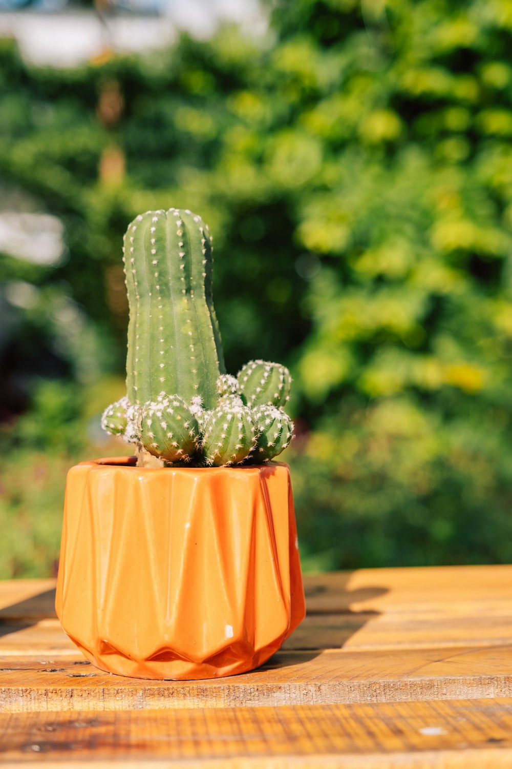 a small cactus in an orange pot on a wooden table