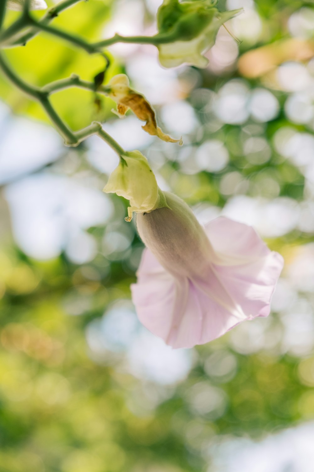 a close up of a flower on a tree