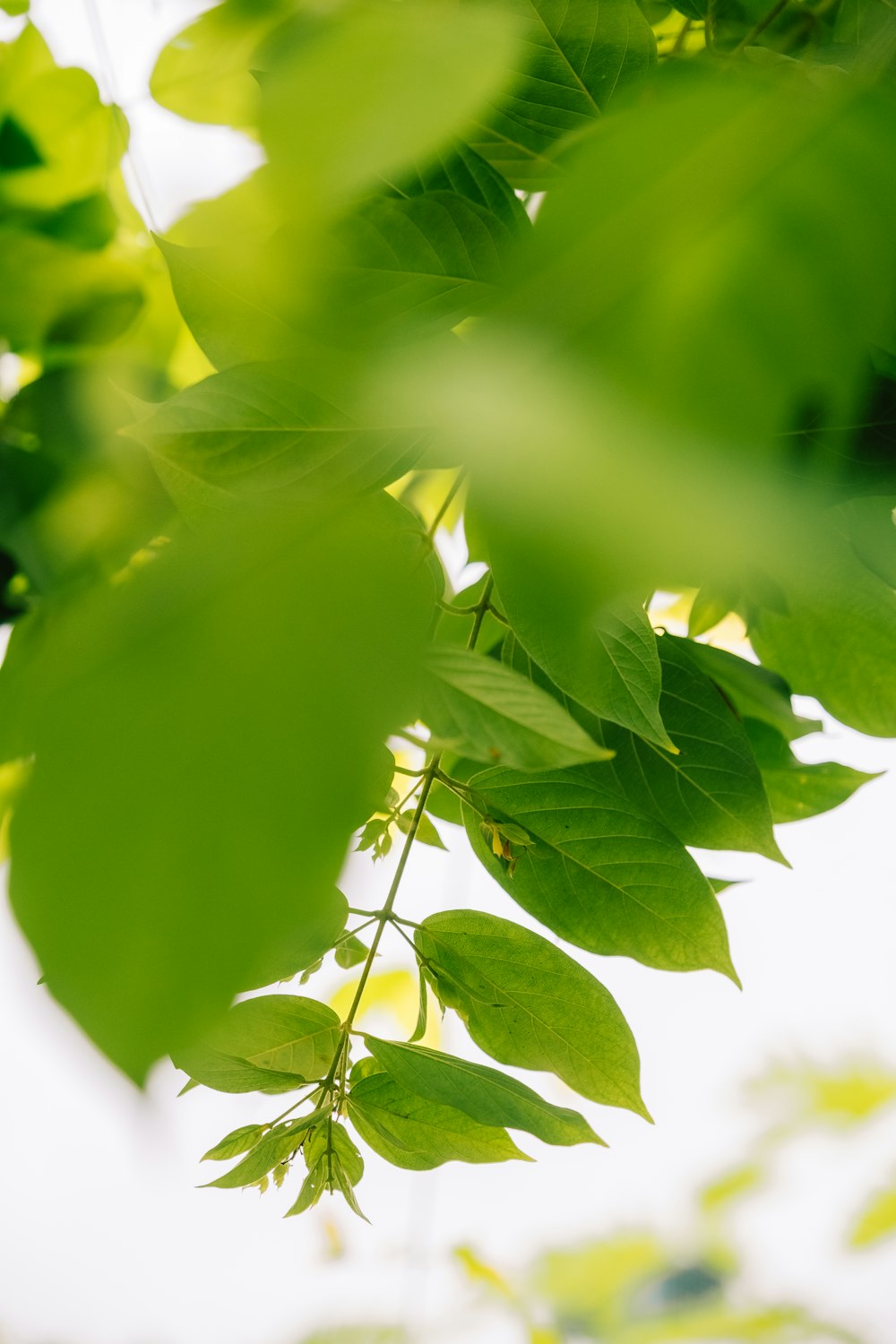 a close up of a green leafy tree