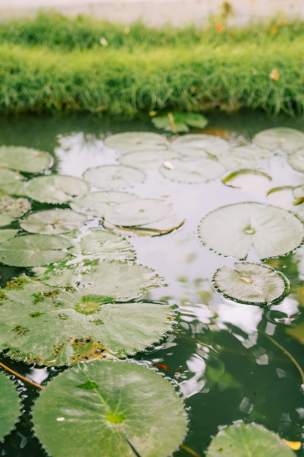 a pond filled with lots of water lilies