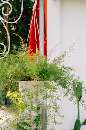 A clear acrylic hanging plant vase showcasing a trailing fern against a bright wall.