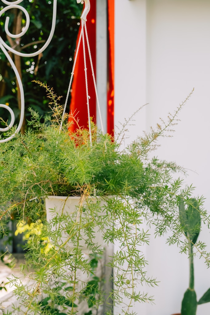 Macrame Plant Hanger