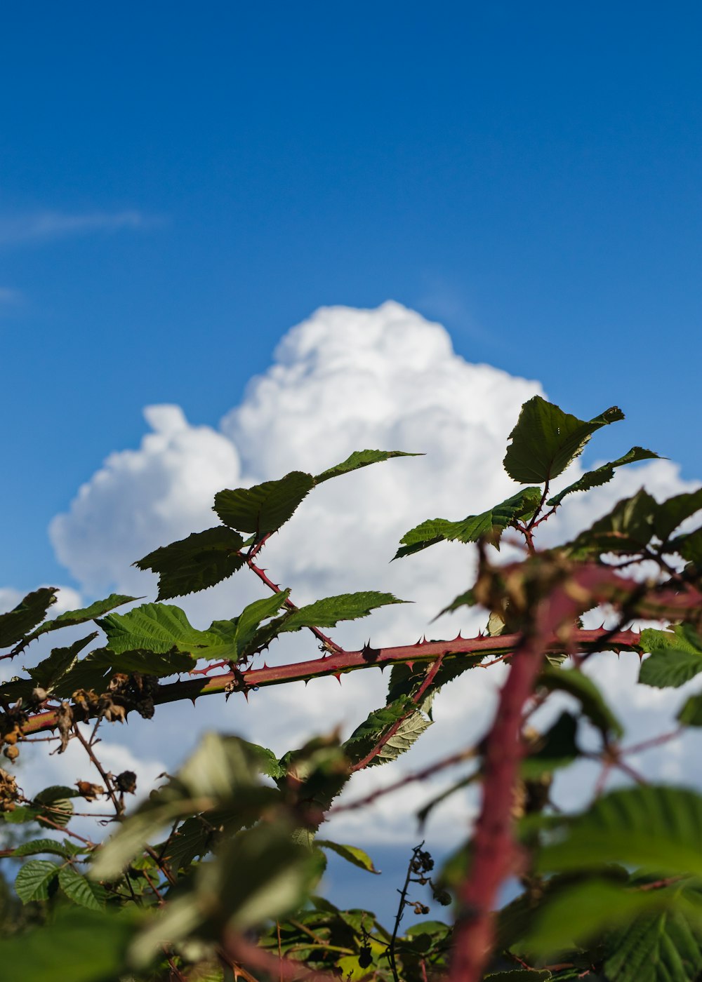 a tree branch with leaves and a cloudy sky in the background