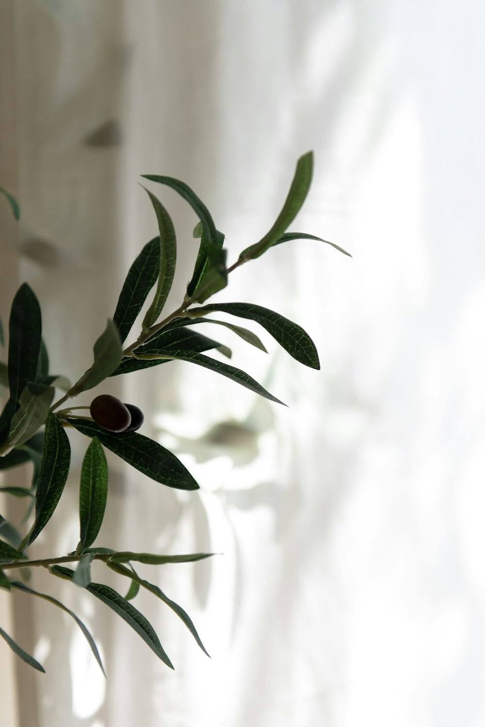 a plant with green leaves in a vase on a window sill