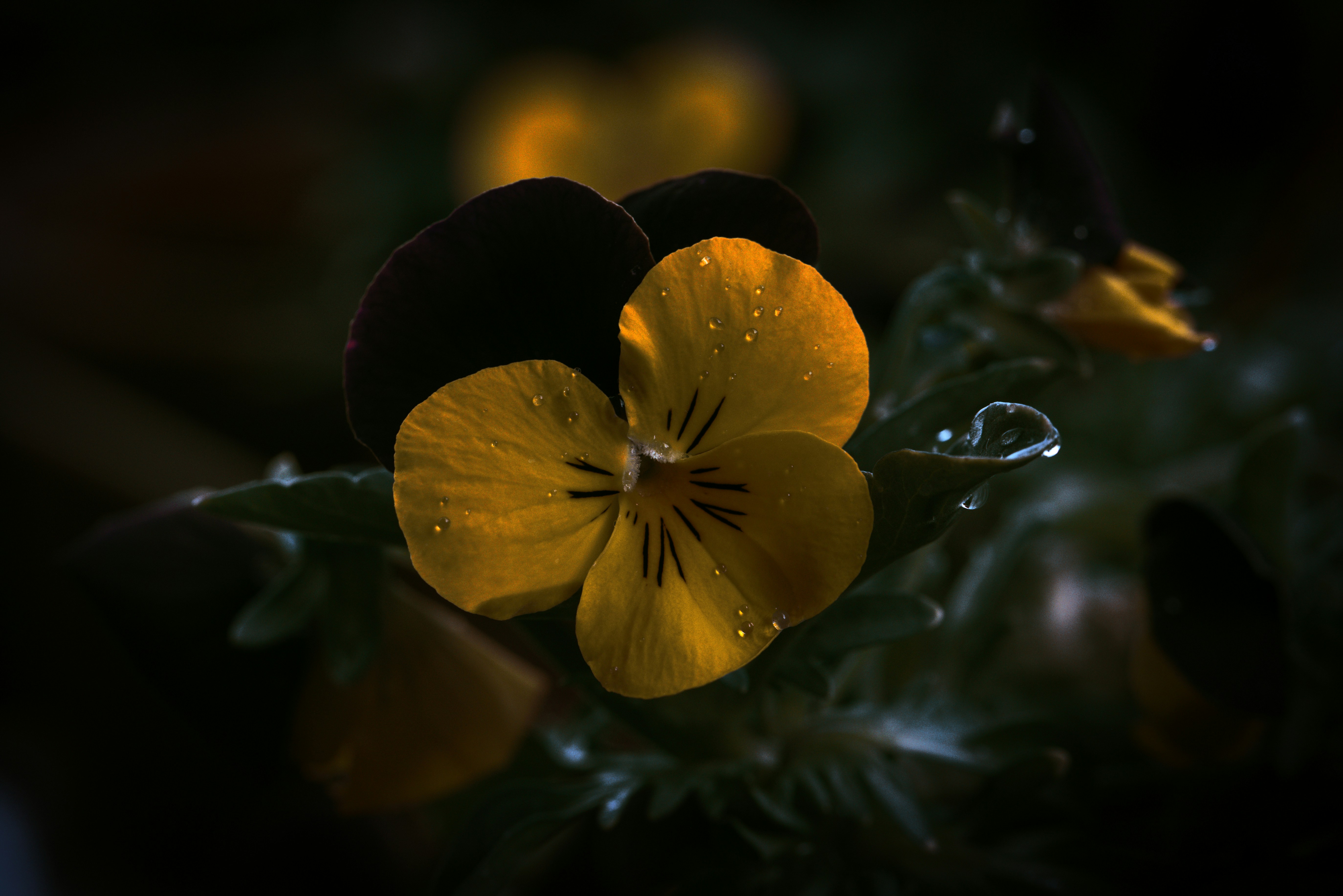 Photo by blooddrainer