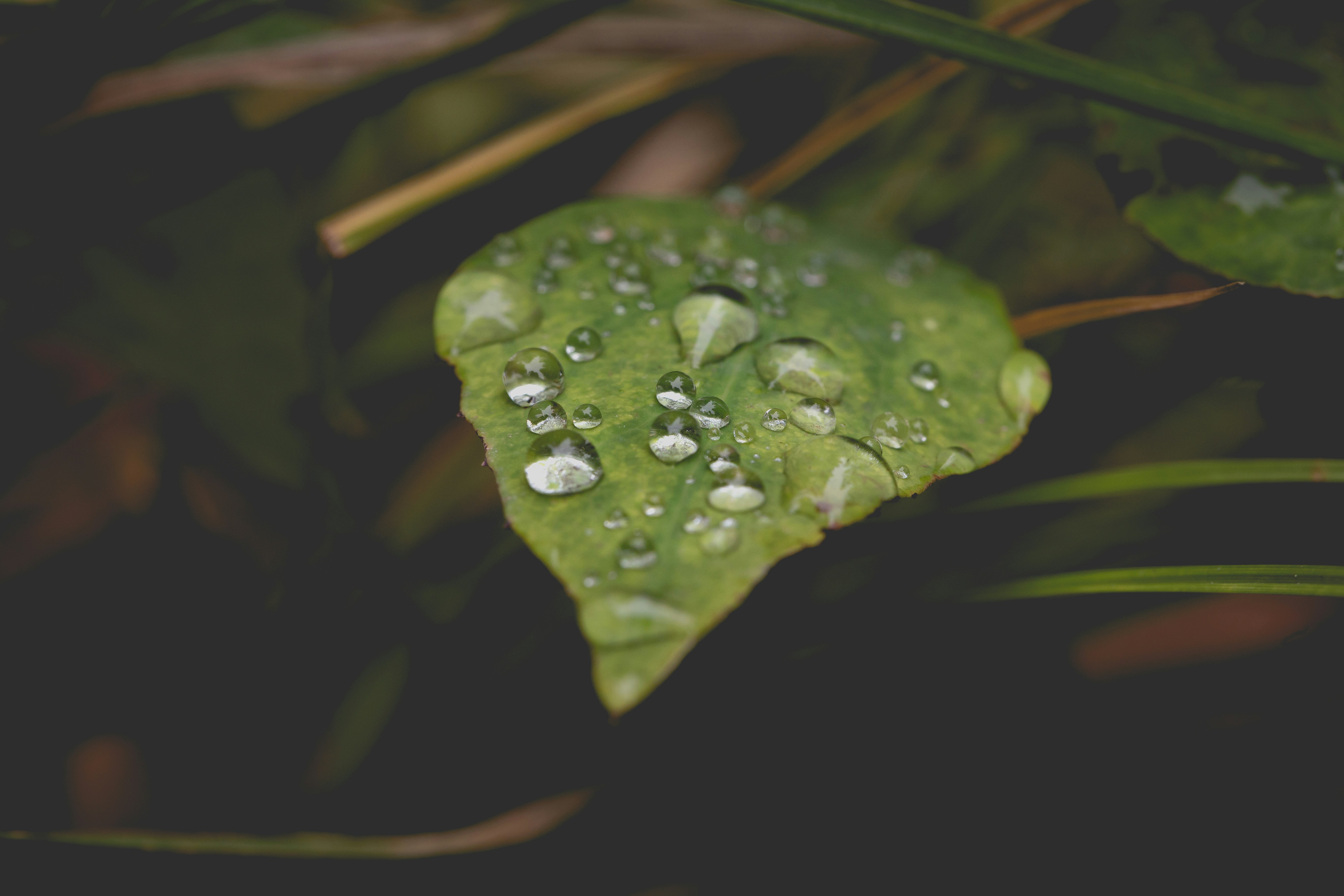 water droplets nature, wallpaper, Dehydration and Salt Imbalance: Symptoms & Treatment 3