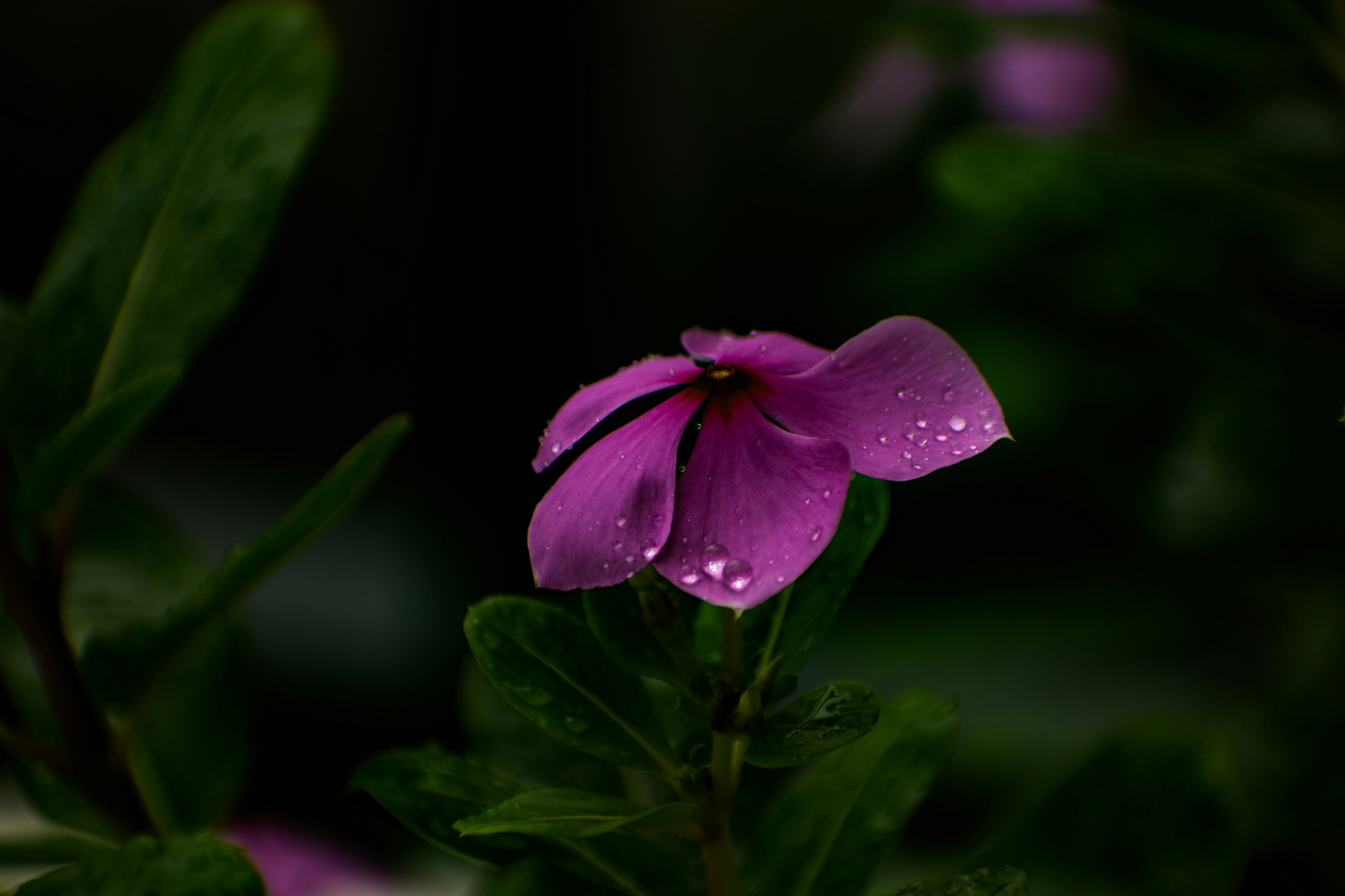 Photo by abhinav_arya