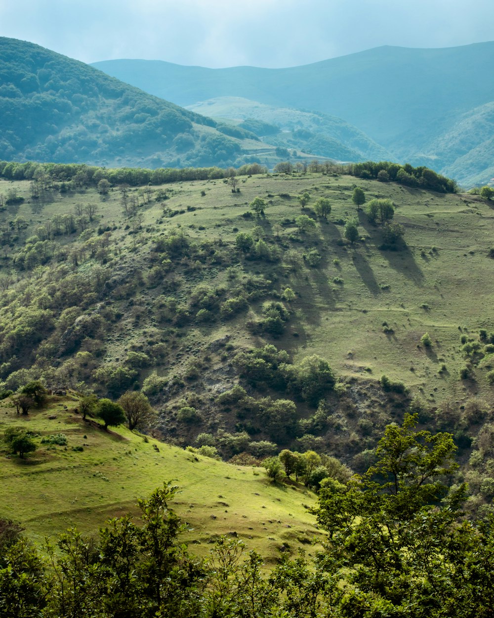 a lush green hillside covered in lots of trees