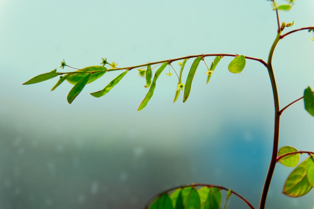 a close up of a plant with green leaves