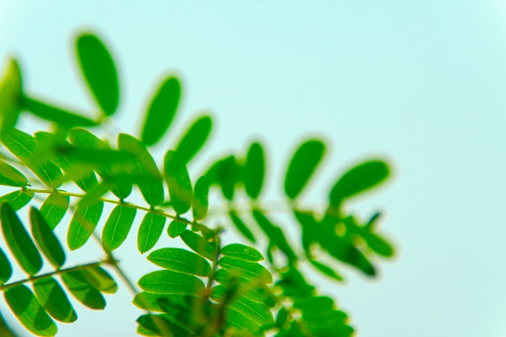 a close up of a green leaf on a tree