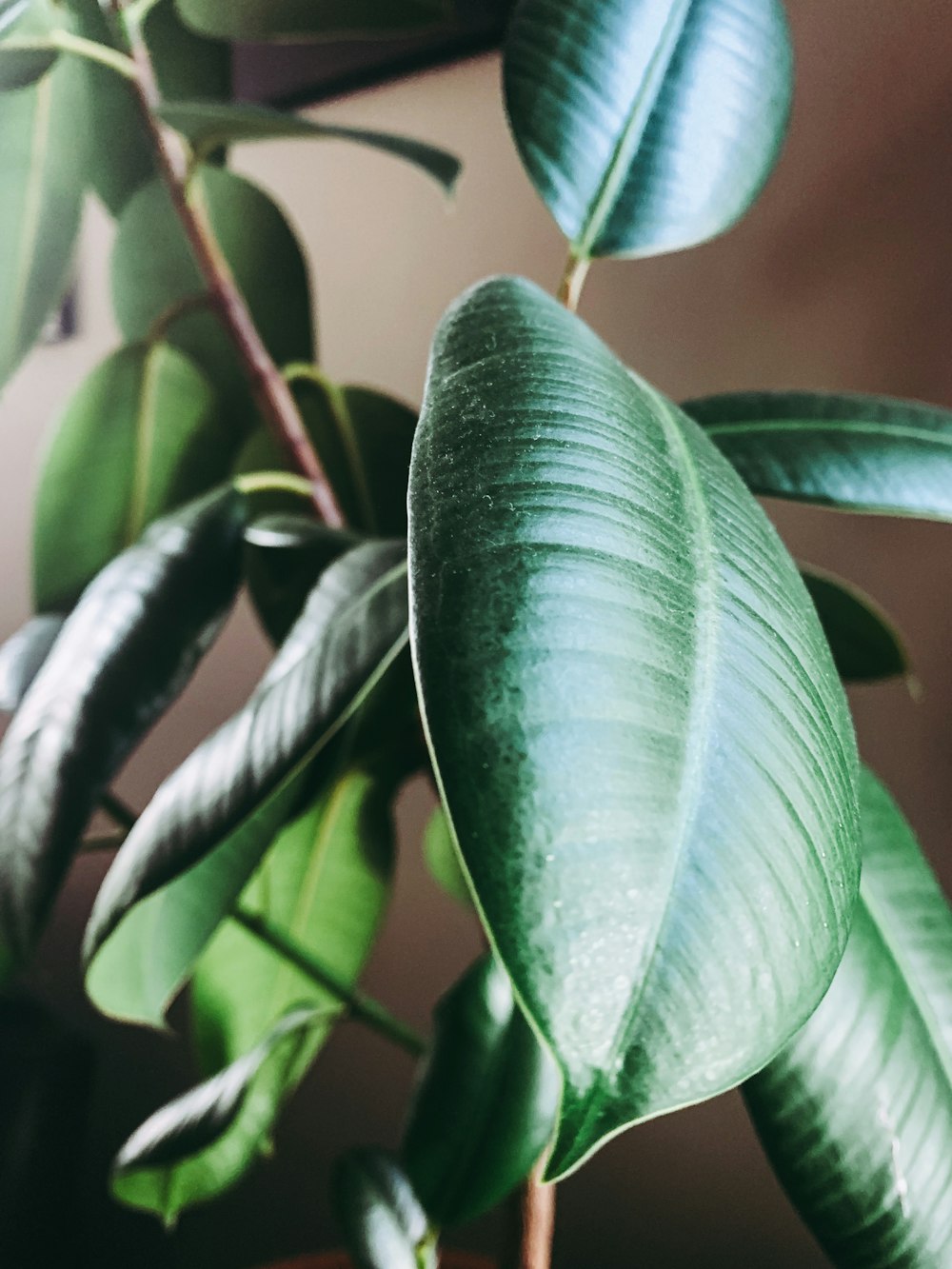 a close up of a plant with green leaves