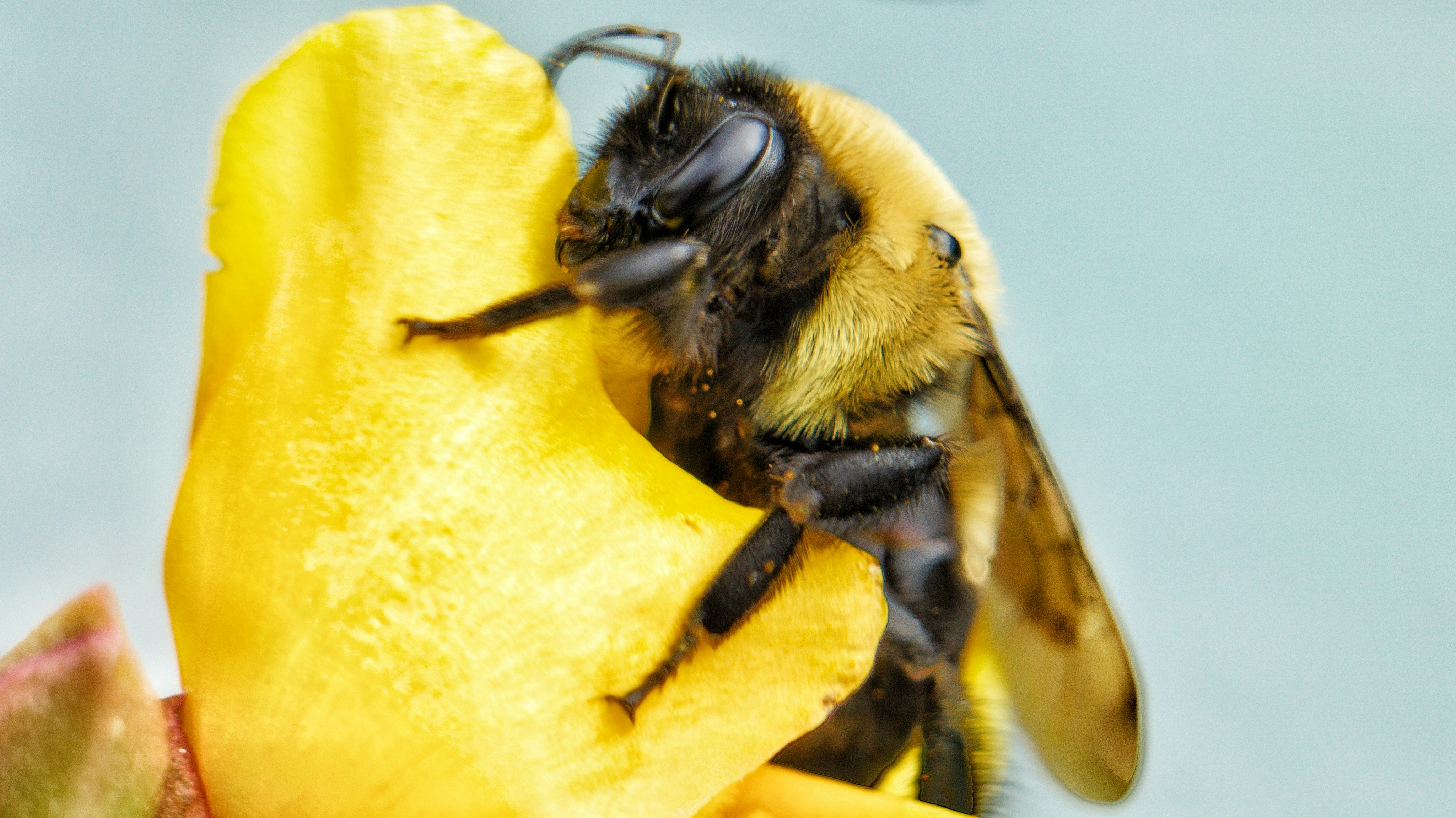 a bee sitting on top of a yellow flower