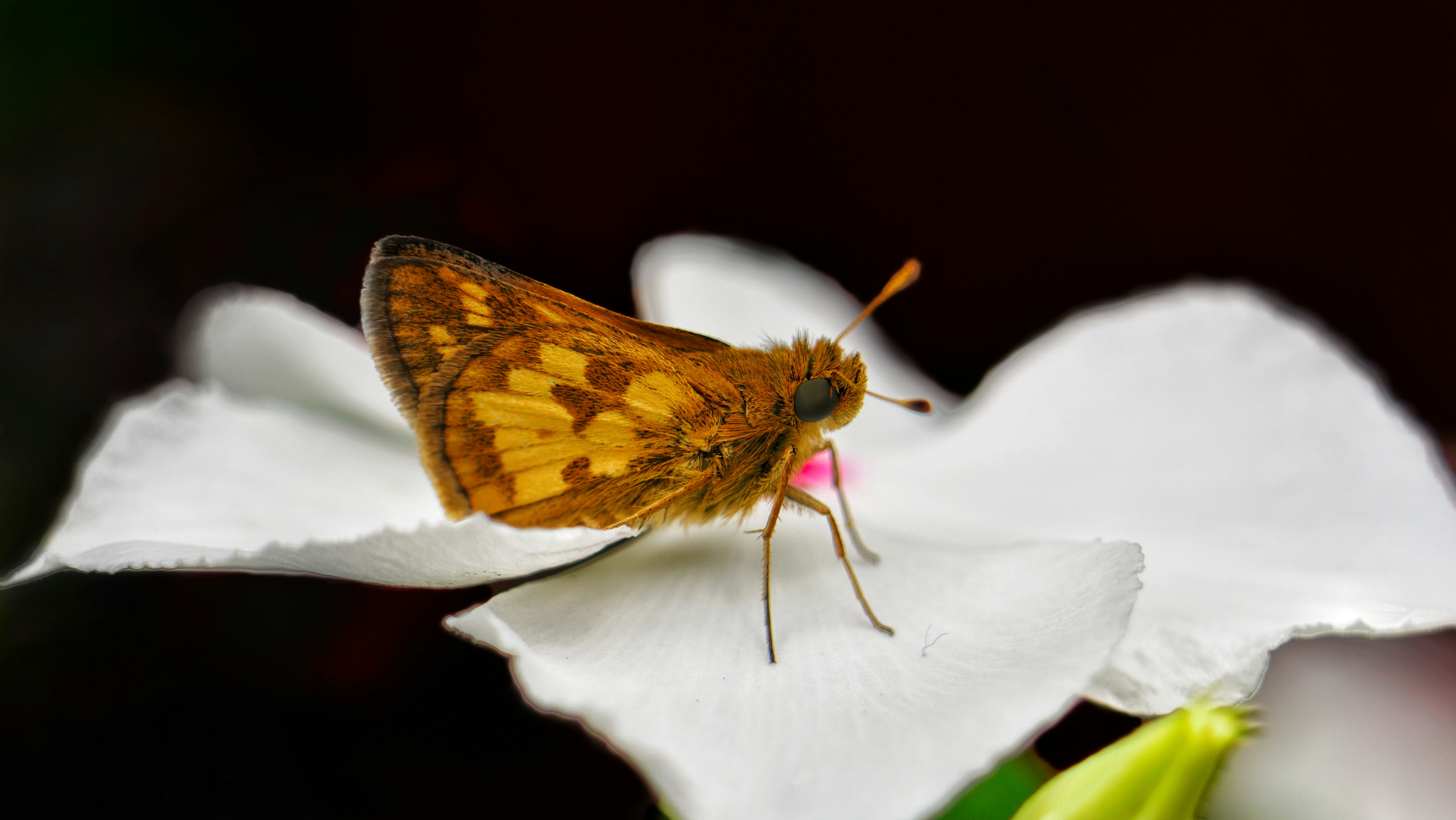 a close up of a butterfly on a flower