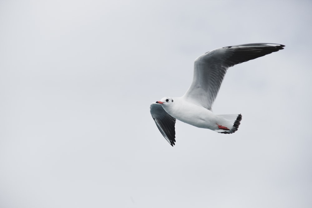 a seagull flying in the sky on a cloudy day