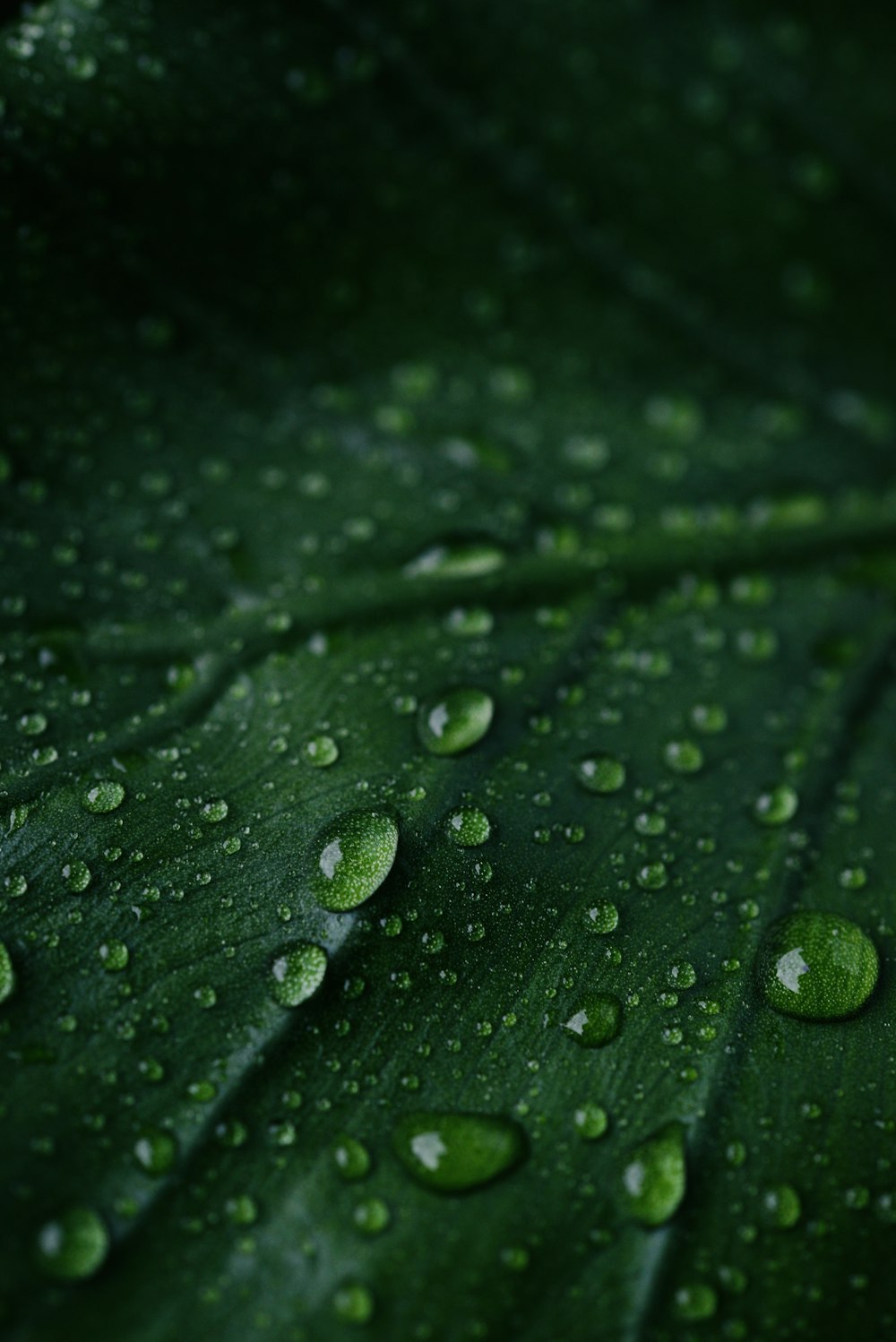 a green leaf with water droplets on it