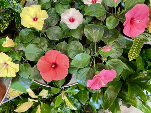 A variety of hibiscus flowers in vibrant colors, including pink, red, and yellow, surrounded by lush green leaves. The image showcases multiple flowers blooming at different stages along with glossy foliage.