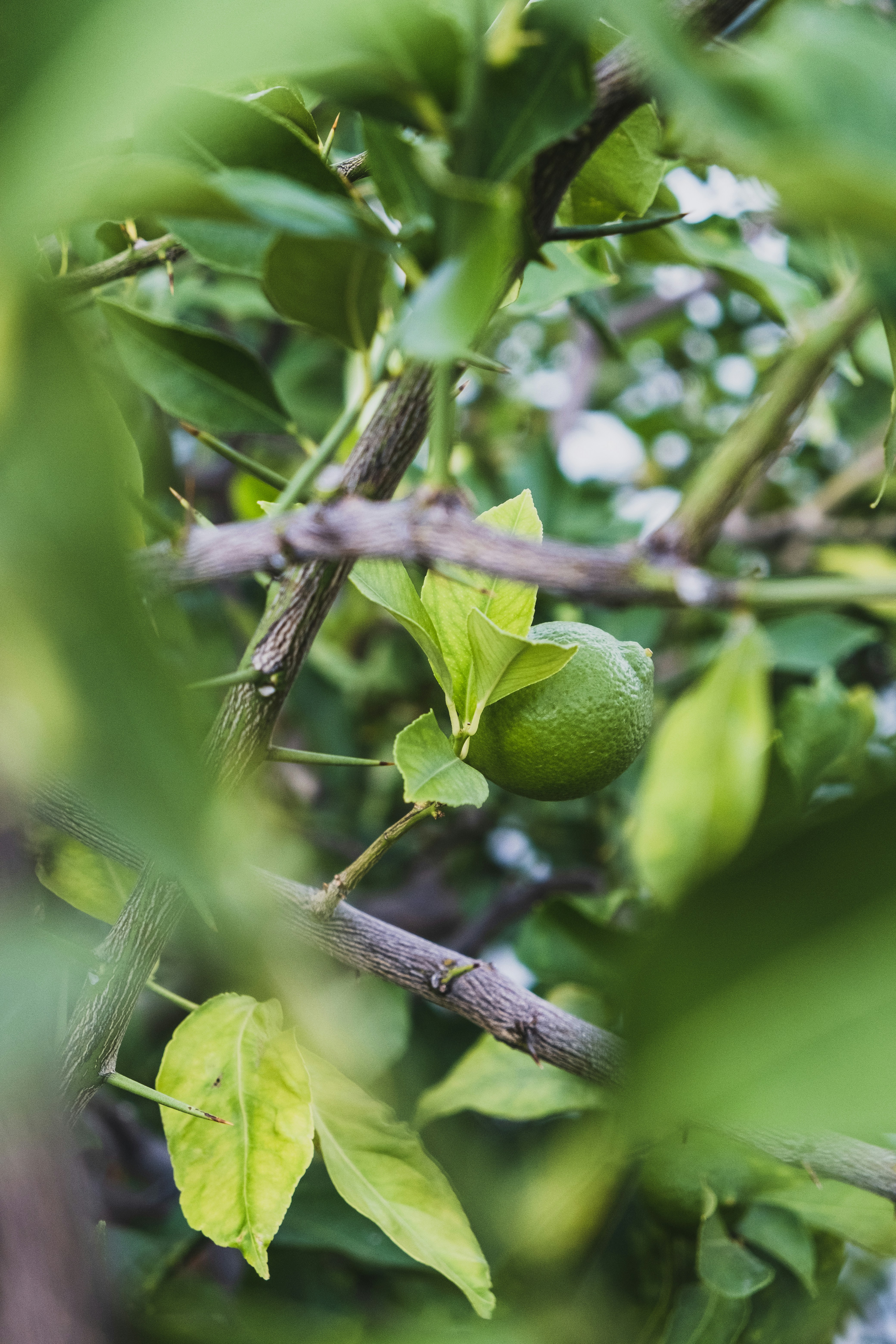 Photo by alexandru_stavrica