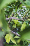 A green lime plant growing from soil, representing growth and viability