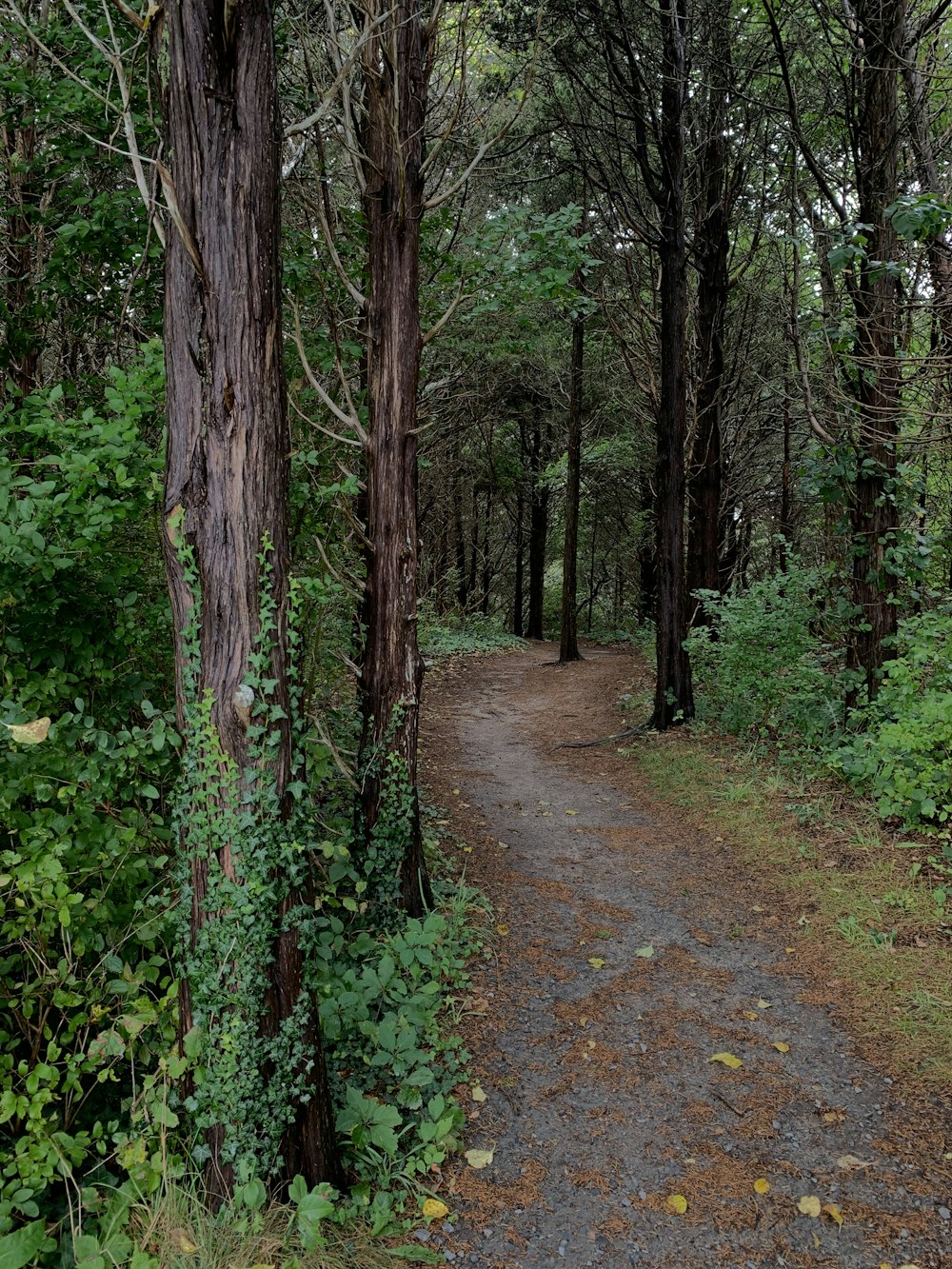 um caminho de terra no meio de uma floresta