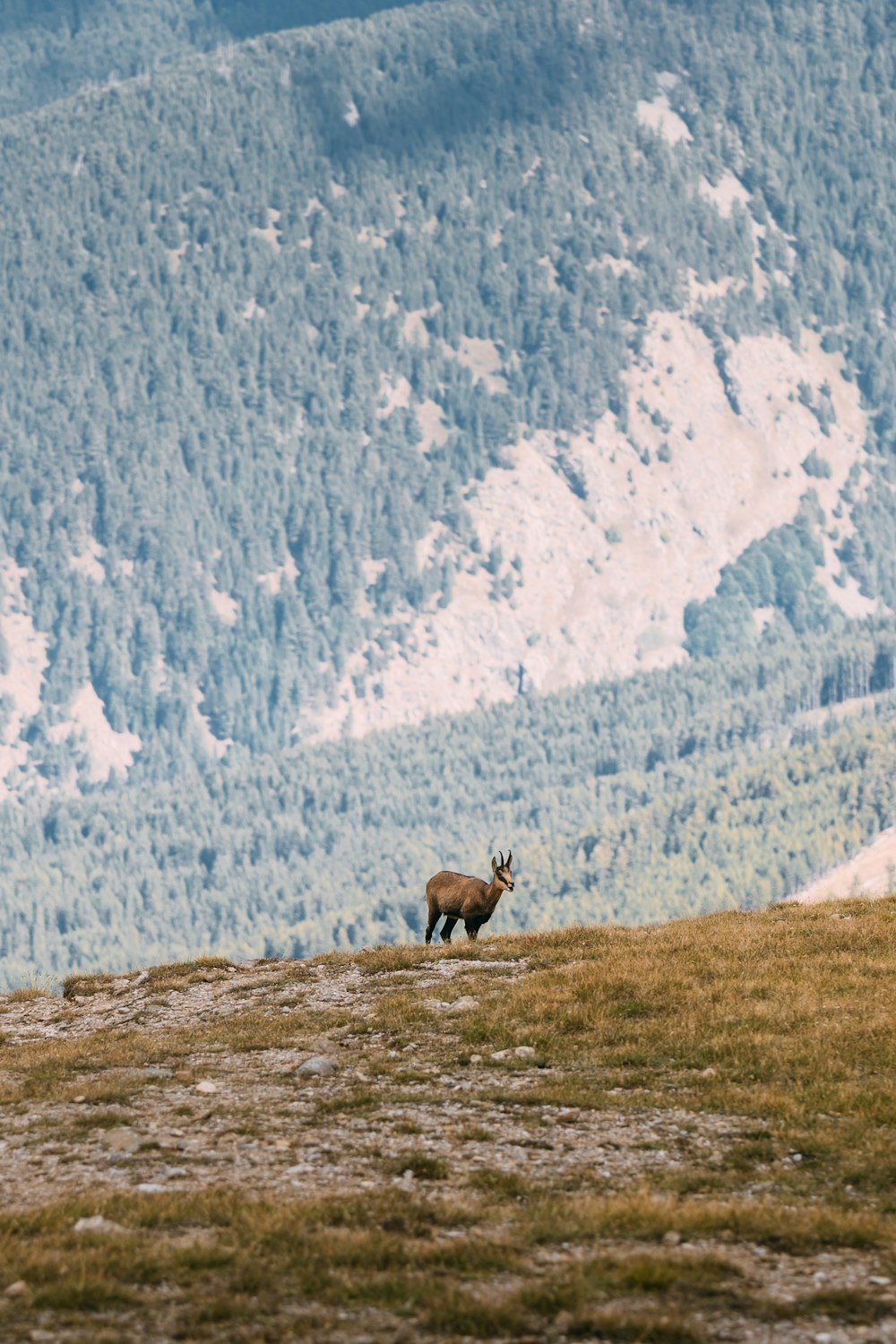 um cervo em pé no topo de uma encosta coberta de grama