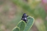 Close-up of a colorful beetle on a green leaf in natural light.