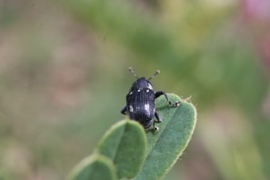Close-up of a colorful beetle on a green leaf in natural light.