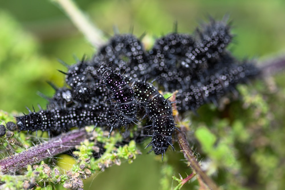 a close up of a caterpillar on a plant