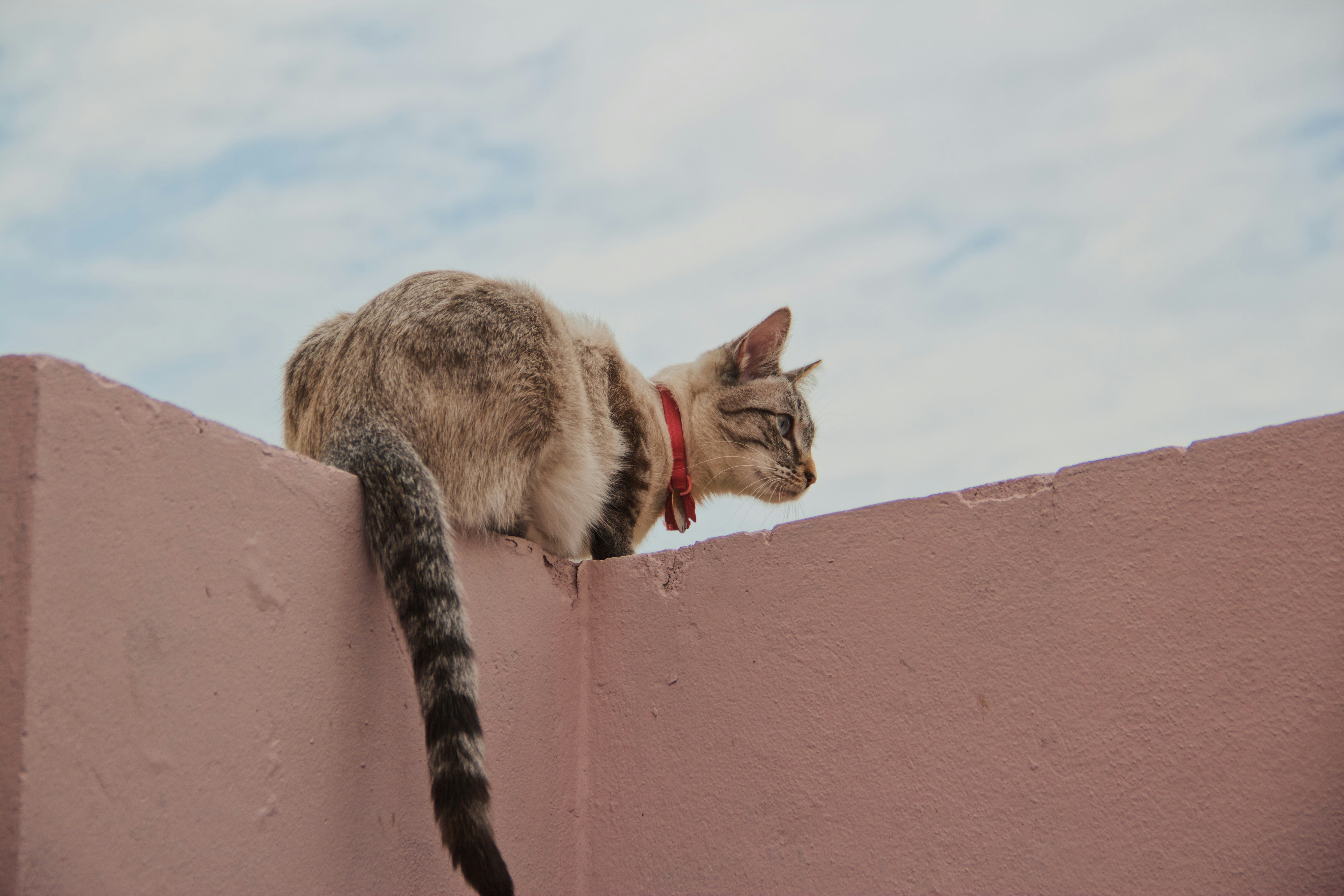 The Climbing Champion of the Cat World (image credits: unsplash)