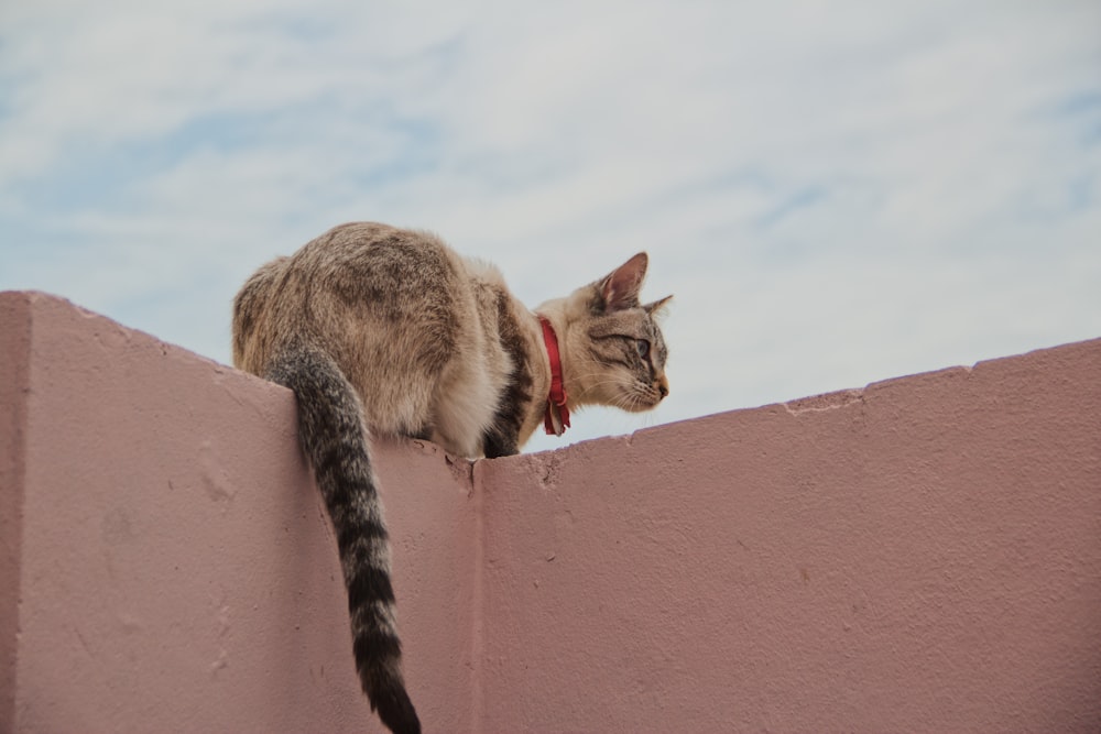 a cat sitting on top of a pink wall