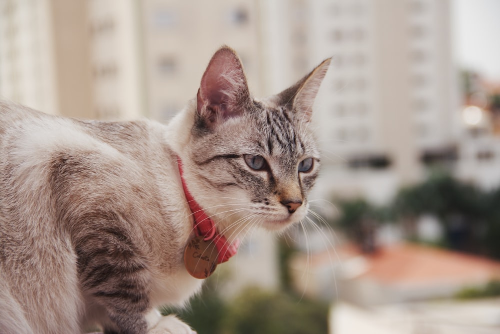 a cat with a red collar is standing on a ledge