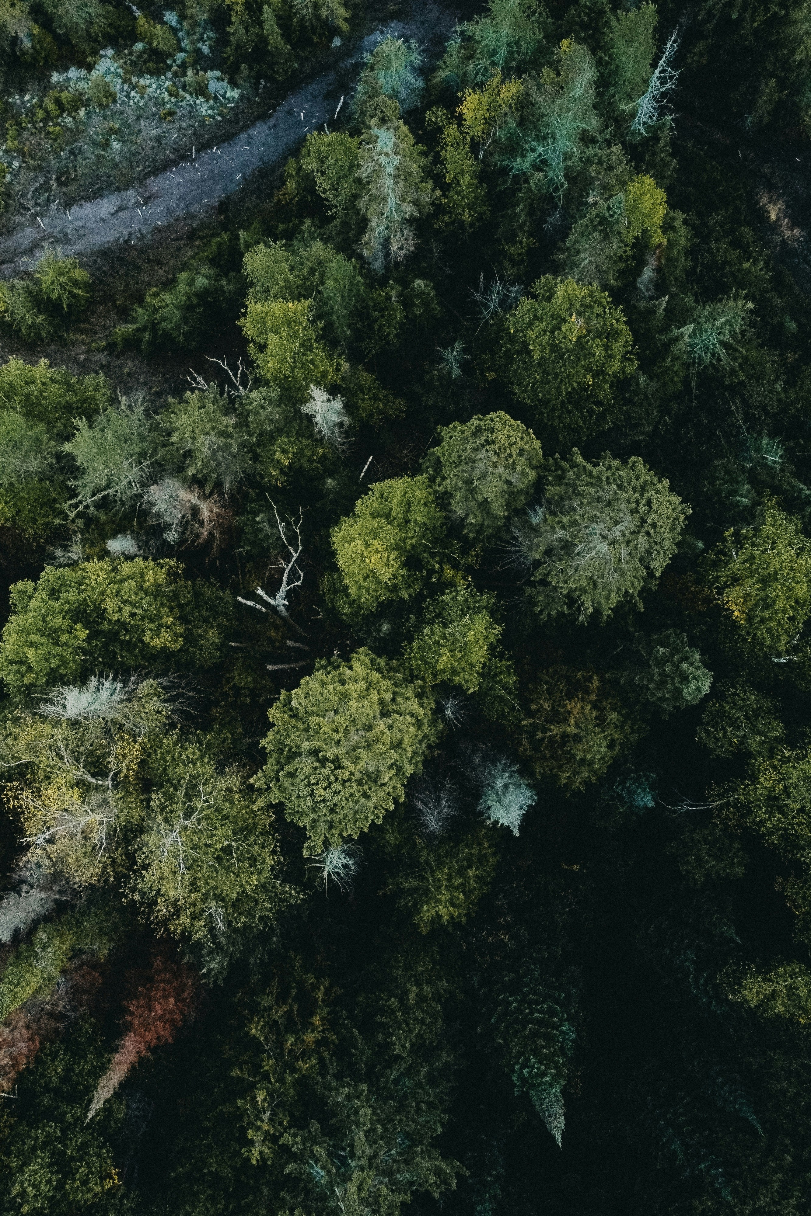 an aerial view of a forest with lots of trees
