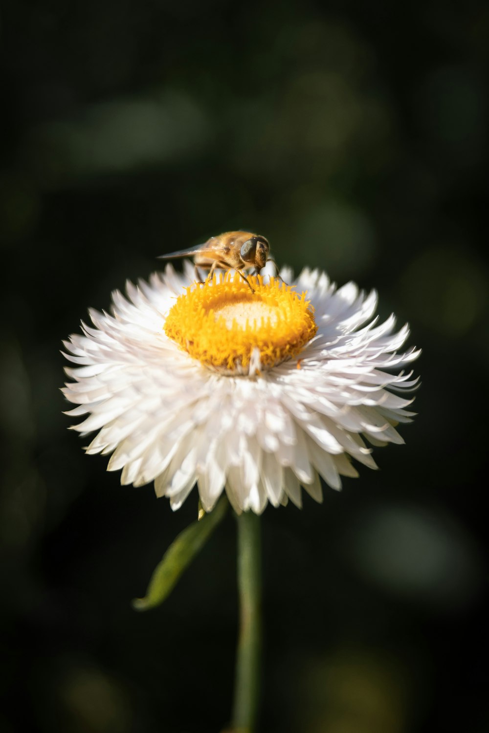 a bee sitting on top of a white flower