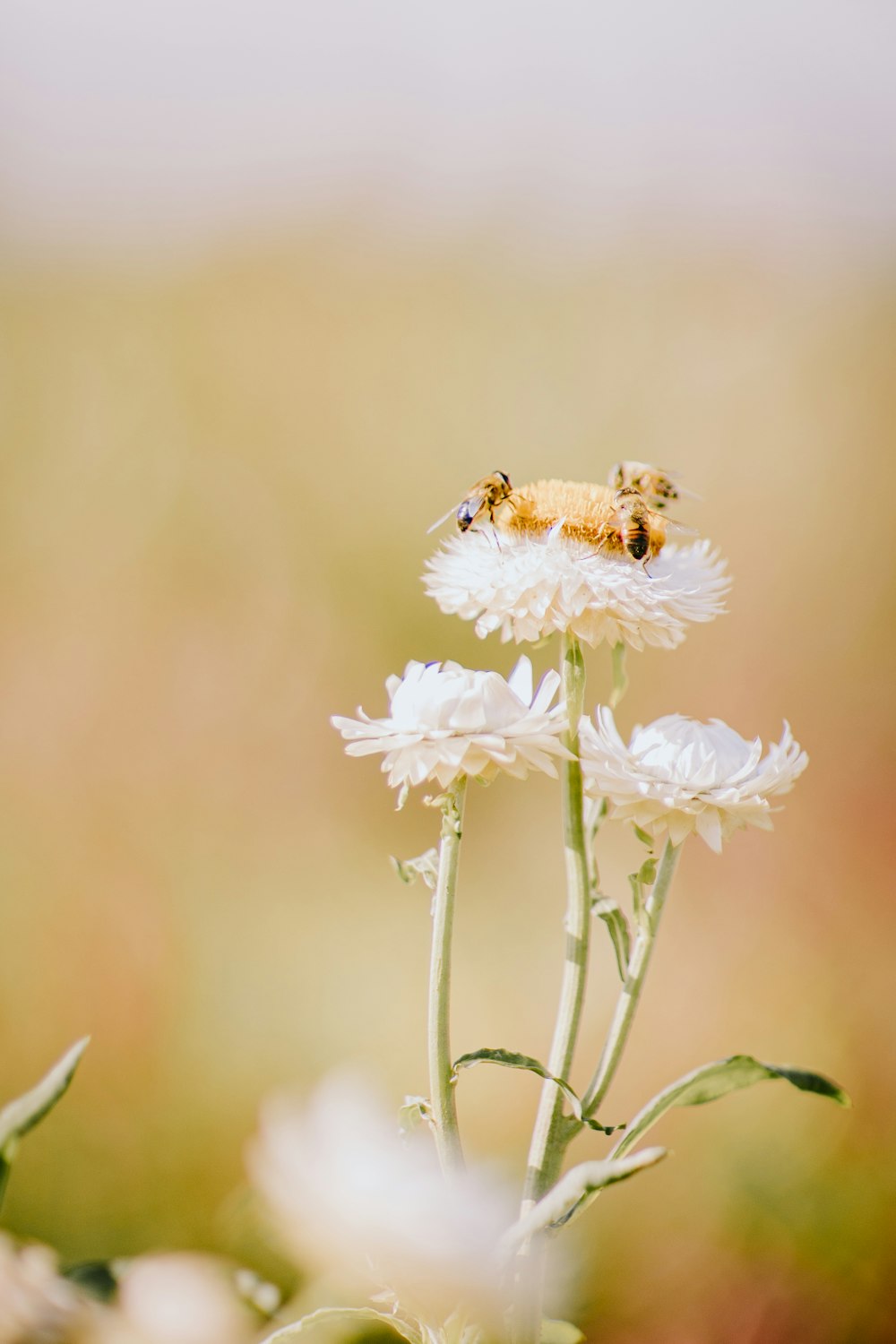 a couple of bees sitting on top of a white flower