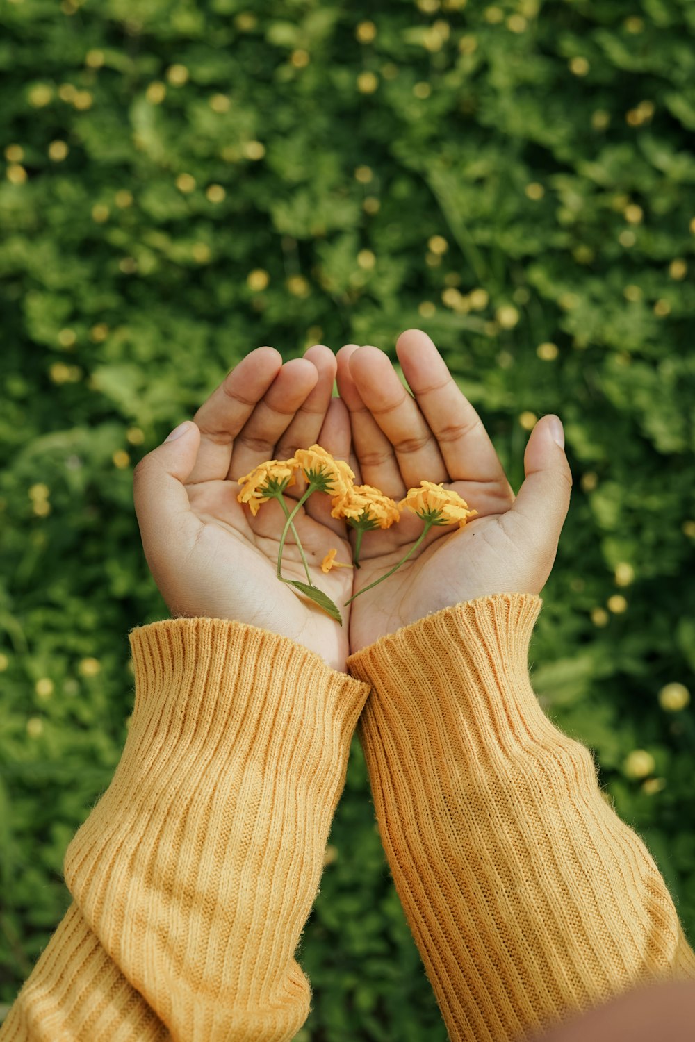 a person holding a flower in their hands