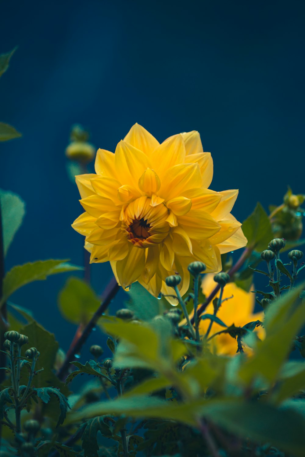 a yellow flower is in the middle of some green leaves